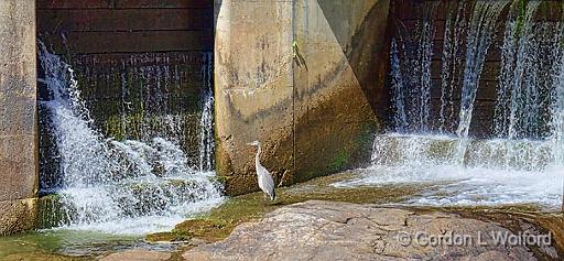 Watching The Wrong Place_15118.jpg - Great Blue Heron (Ardea herodias) photographed along the Rideau Canal Waterway at Washburn, Ontario, Canada.